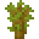 Acacia Sapling