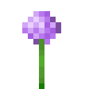 Allium