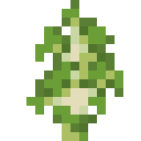 Birch Sapling