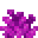 Bubble Coral