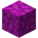 Bubble Coral Block