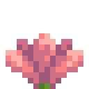 Cactus Flower