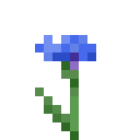 Cornflower