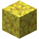 Horn Coral Block