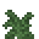 Large Fern