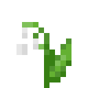 Lily of the Valley