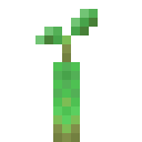 Mangrove Propagule