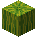 Melon