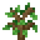 Oak Sapling