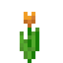 Orange Tulip