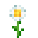 Oxeye Daisy