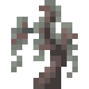Pale Oak Sapling