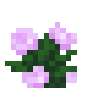 Rose Bush