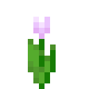 Pink Tulip