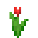 Red Tulip