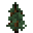 Spruce Sapling