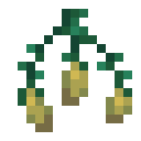 Torchflower Seeds