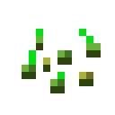 Wheat Seeds