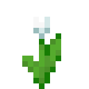 White Tulip